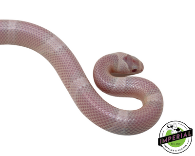 Snow Honduran Milk Snake for sale, reptiles for sale, buy reptiles online