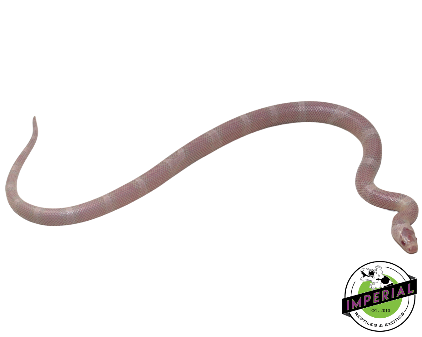 Snow Honduran Milk Snake for sale, reptiles for sale, buy reptiles online