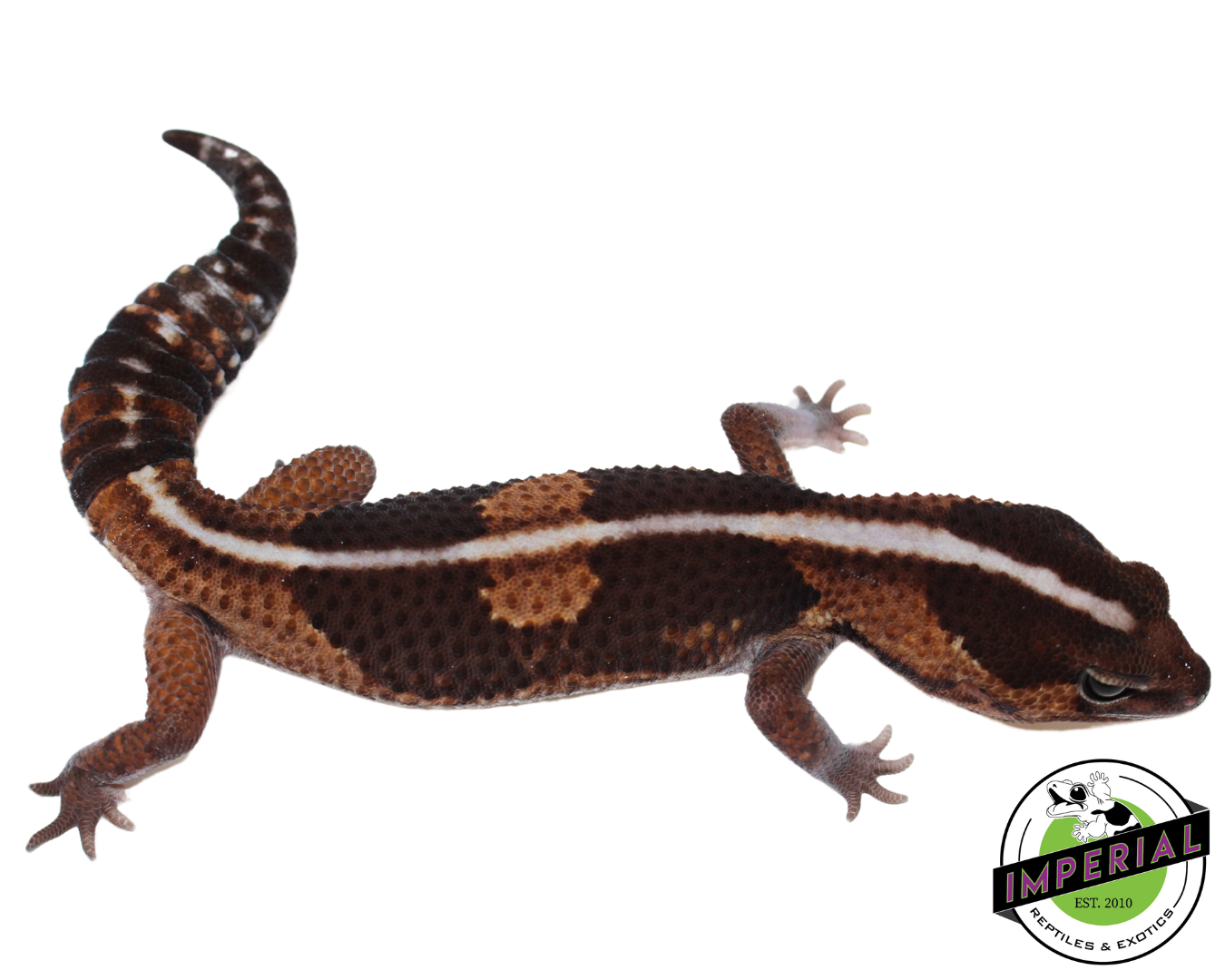 batman african fat tail gecko for sale, reptiles for sale, buy animals online