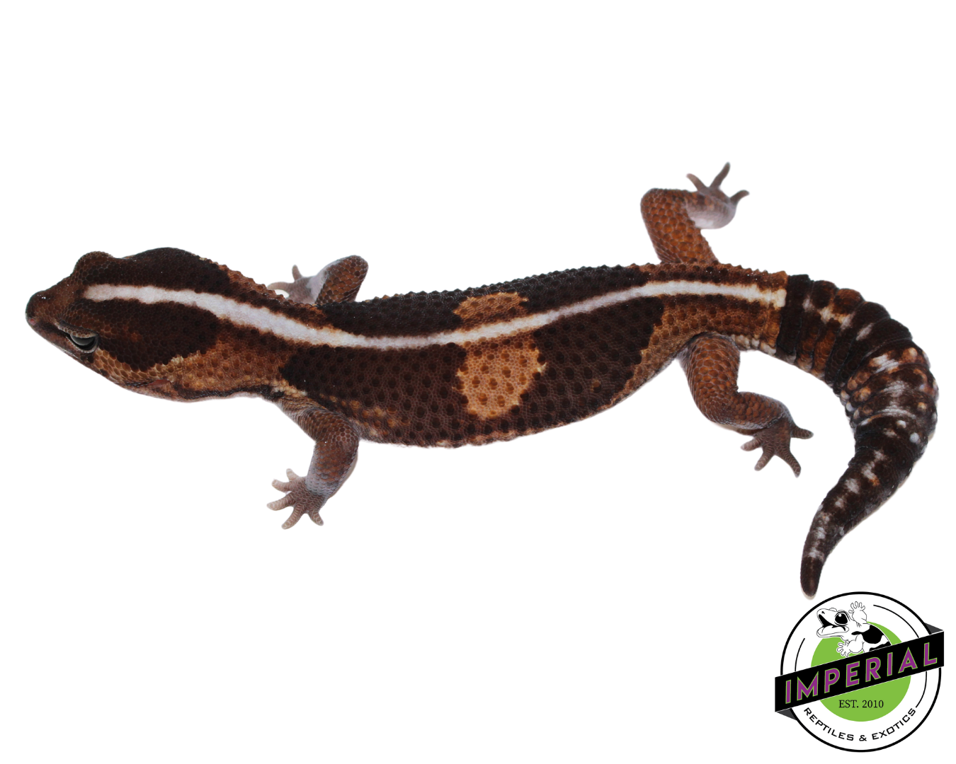 batman african fat tail gecko for sale, reptiles for sale, buy animals online