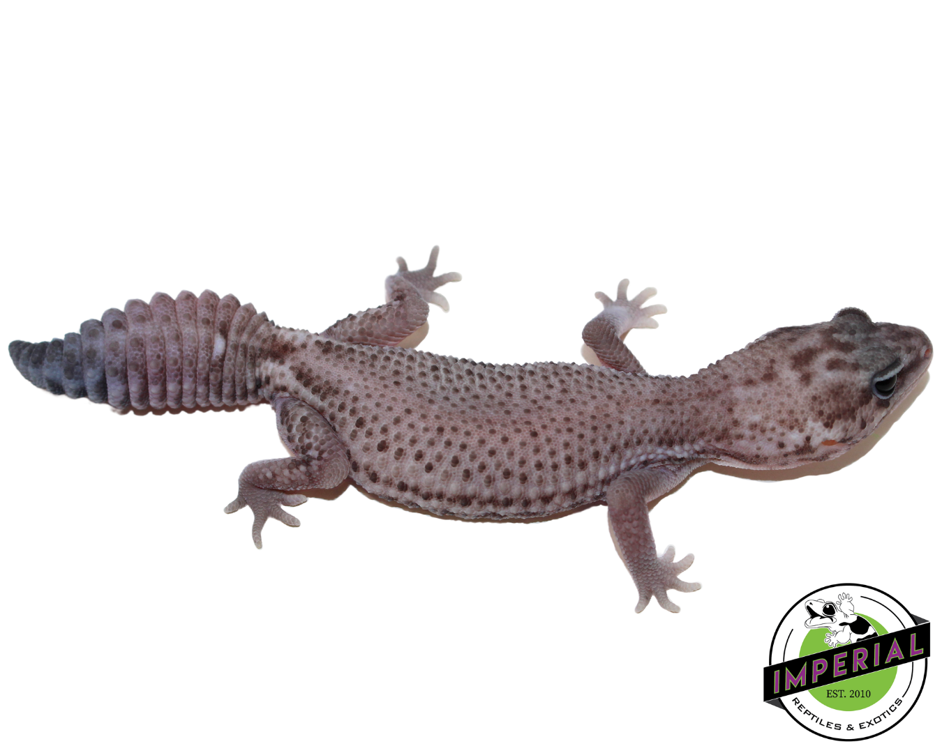 Oreo Patternless African Fat Tail Gecko For Sale - Imperial Reptiles ...