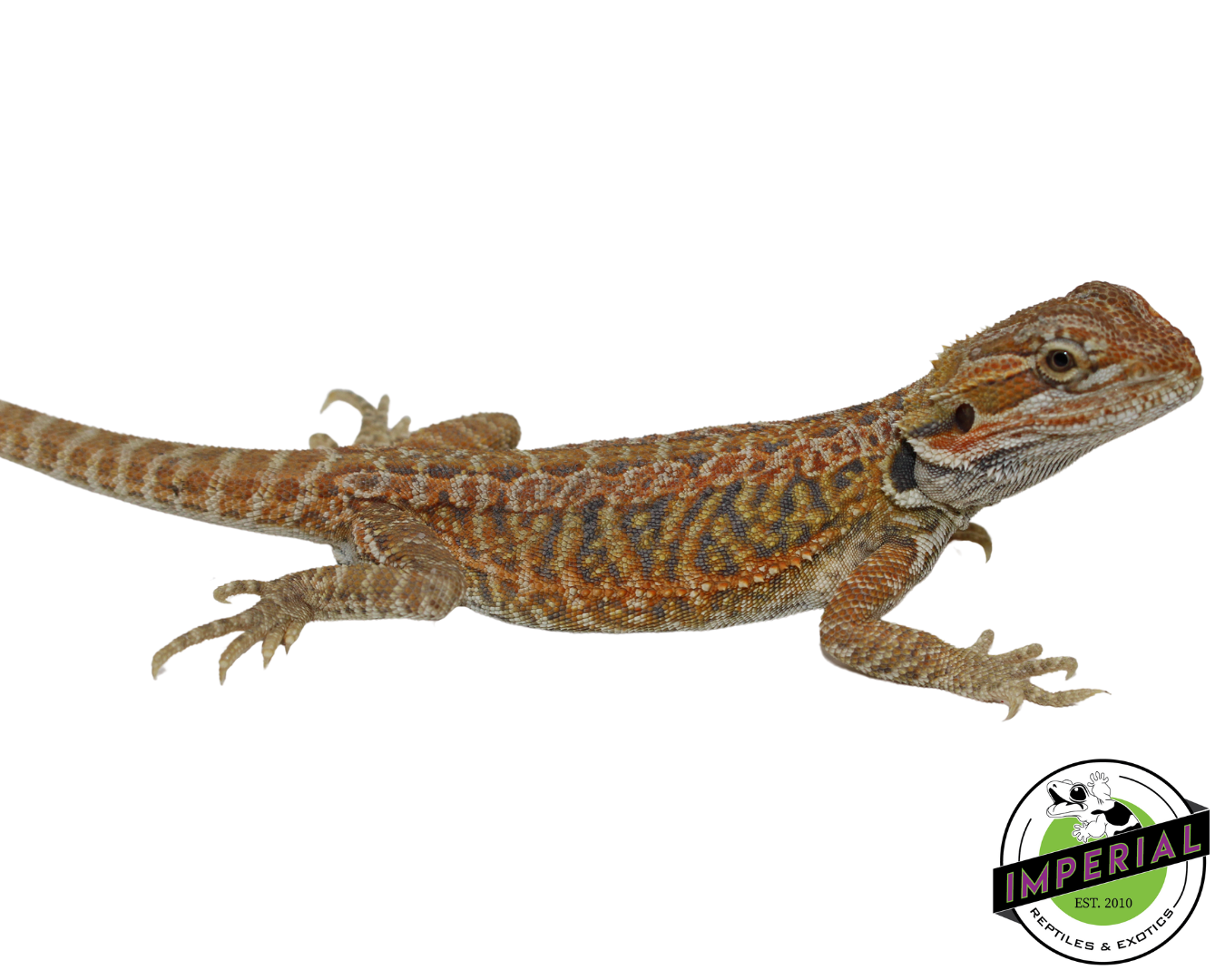 blue bar bearded dragon for sale, reptiles for sale, buy animals online