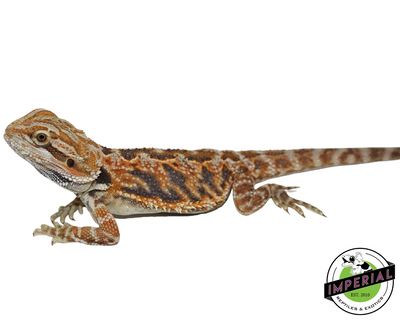 tiger bearded dragon for sale, reptiles for sale, buy animals online