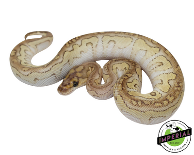 butter clown ball python for sale, reptiles for sale, buy animals online