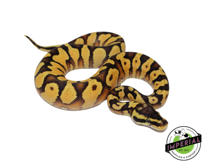 pastel enchi yellowbelly ball python for sale, reptiles for sale, buy animals online
