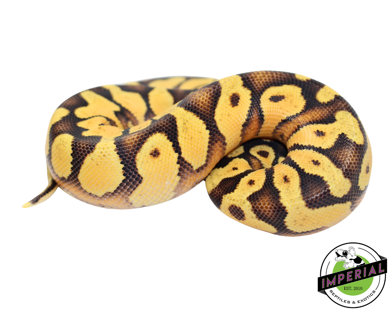 pastel enchi yellowbelly ball python for sale, reptiles for sale, buy animals online