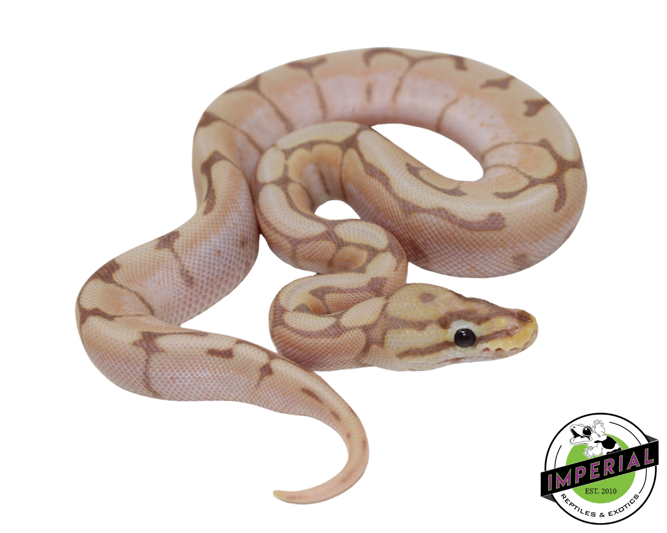 Banana Spider Ball Python For Sale Imperial Reptiles IMPERIAL Banana spider ball python for sale imperial reptiles imperial