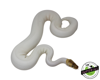 spider pied spied ball python for sale, reptiles for sale, buy animals online