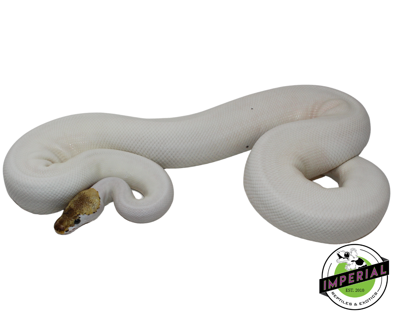 Spied Python Spied Ball Python Adult For Sale - Imperial Reptiles – IMPERIAL ...