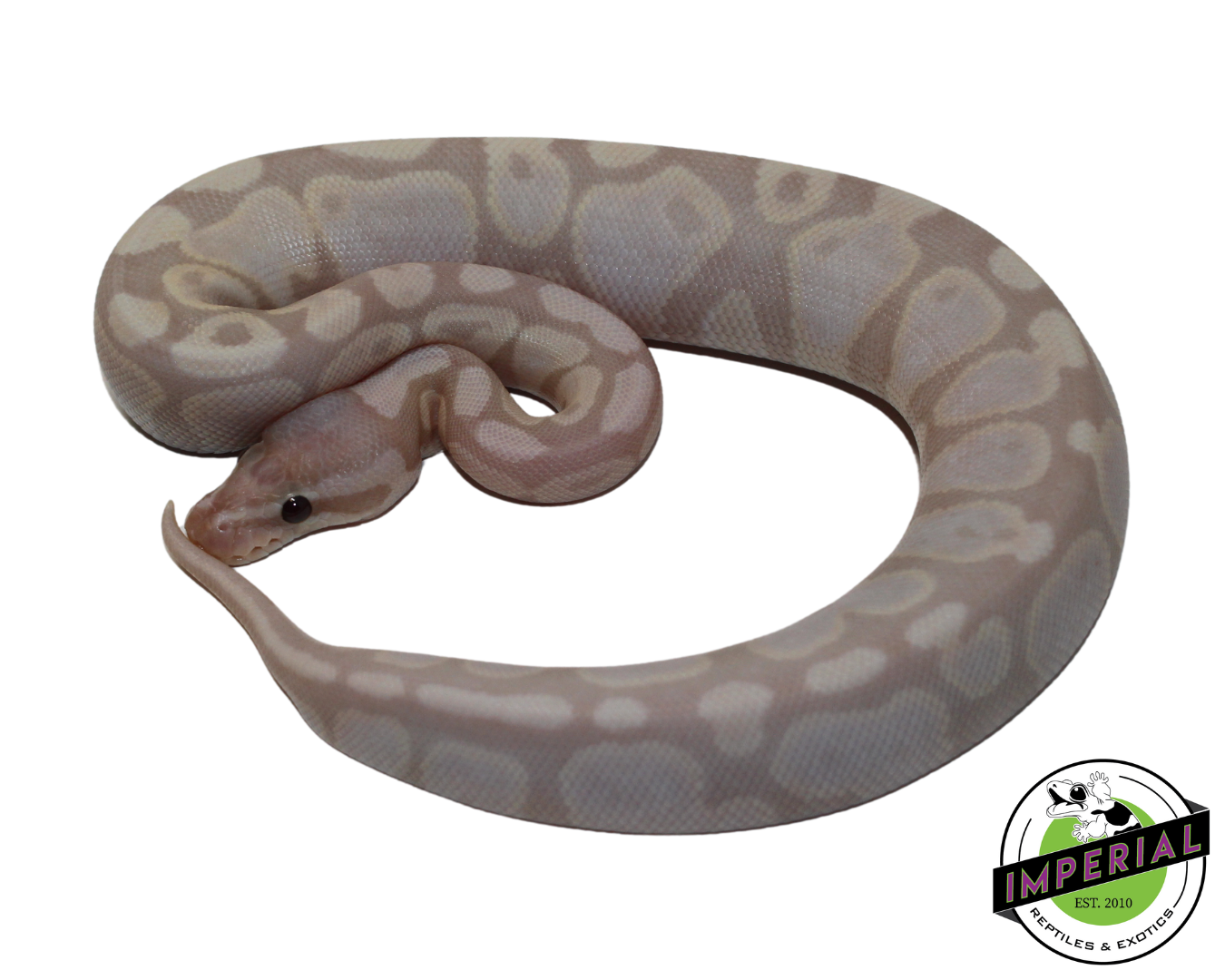 super banana ball python for sale, reptiles for sale, buy animals online
