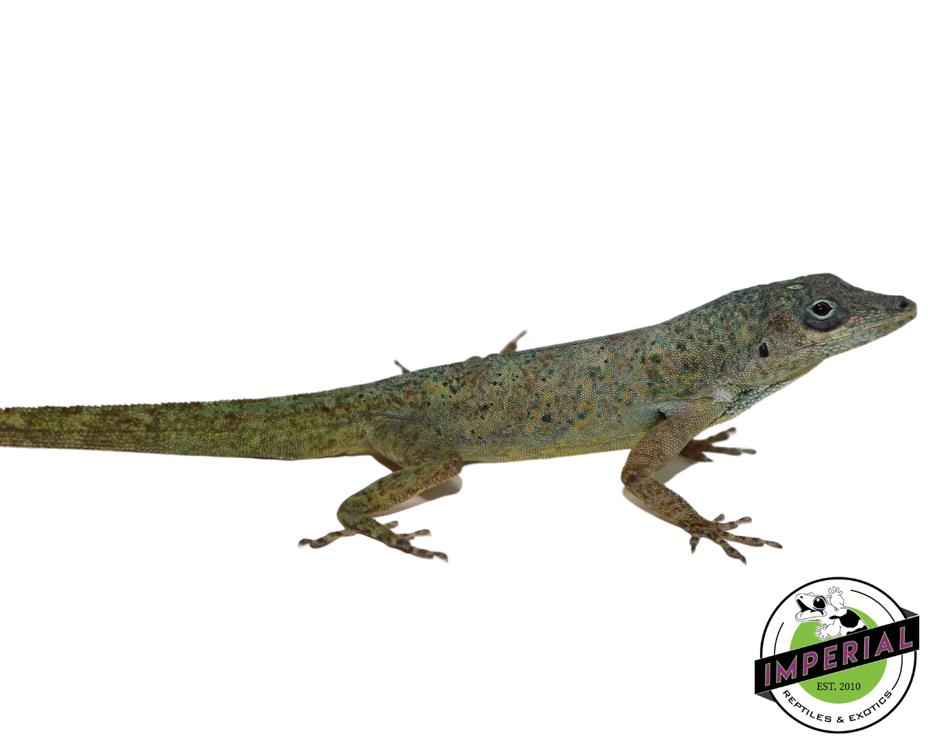 Guyana anole for sale, reptiles for sale, buy animals online