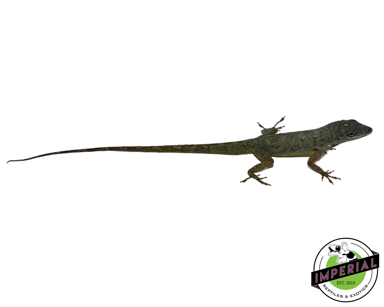 Guyana anole for sale, reptiles for sale, buy animals online