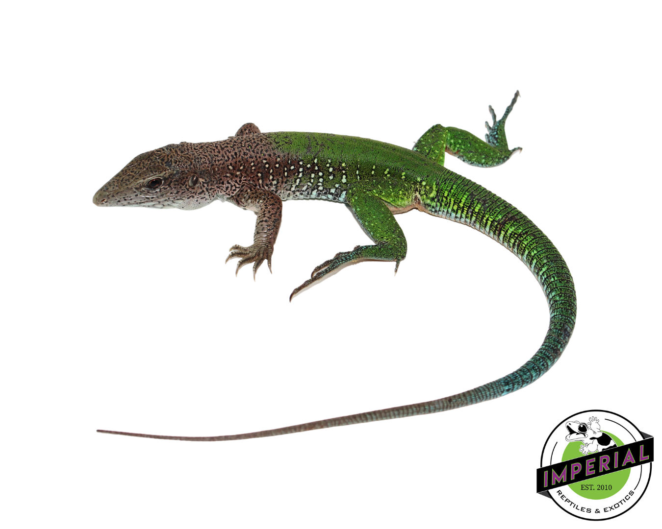 Green Ameiva for sale, reptiles for sale, buy animals online