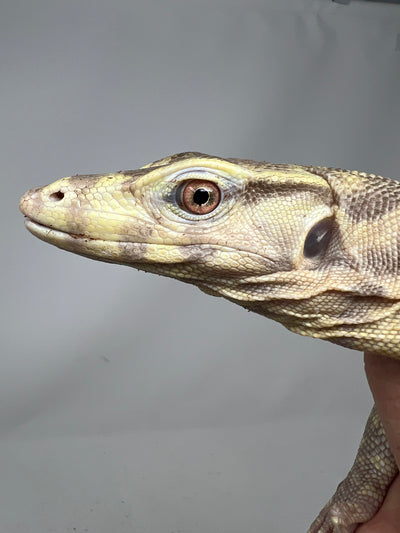 T+ Albino “Chocolate” Water Monitor