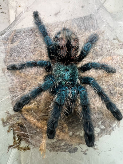 Antilles Pink-Toe Tarantula (Caribena versicolor)
