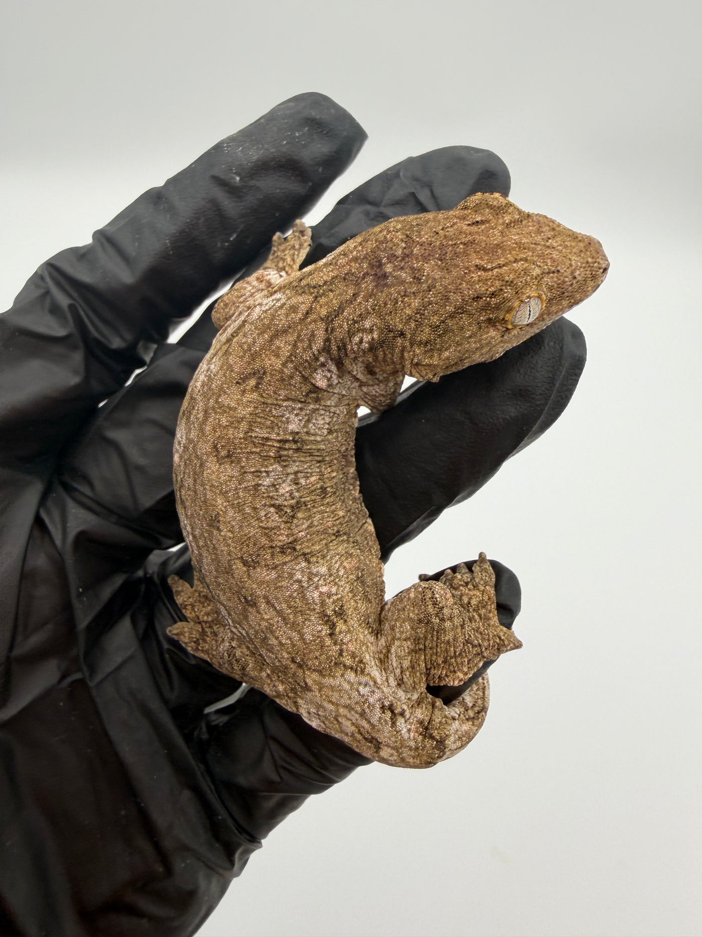 Isle of Pine Leachianus Gecko Male #111825-07