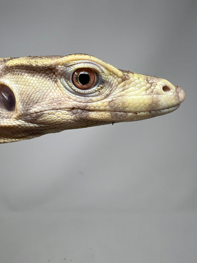 T+ Albino “Chocolate” Water Monitor