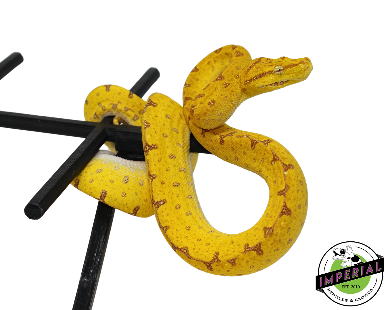 Jayapura Green Tree Python for sale, reptiles for sale, buy animals online