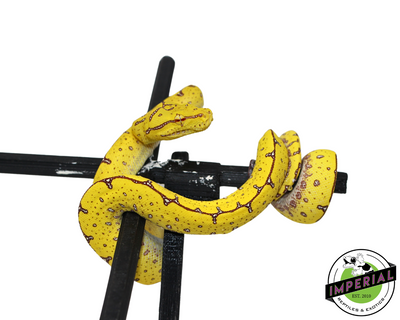 Manokwari Green Tree Python for sale, reptiles for sale, buy animals online