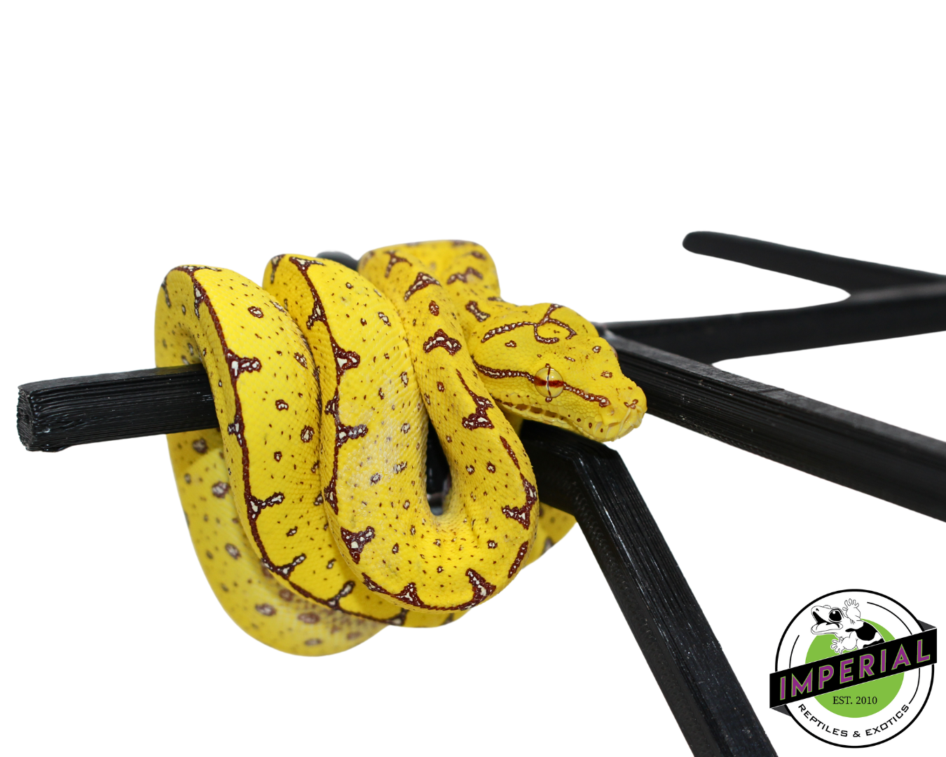 Manokwari Green Tree Python For Sale - Imperial Reptiles – IMPERIAL ...