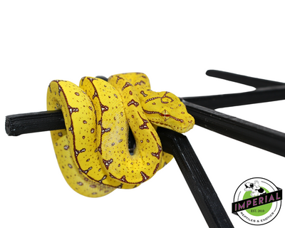 Manokwari Green Tree Python for sale, reptiles for sale, buy animals online