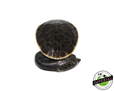 Parker's Snake Neck Turtle for sale, reptiles for sale, buy animals online