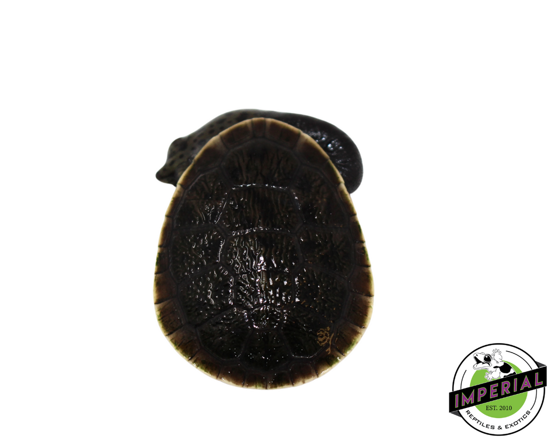 【ディセンダント】TURTOISE MOCK NECK SS　ブラック　3　希少 Parker's Snake Neck Turtle For Sale - Imperial Reptiles – IMPERIAL