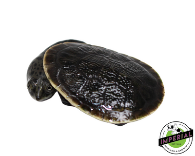 Parker's Snake Neck Turtle for sale, reptiles for sale, buy animals online