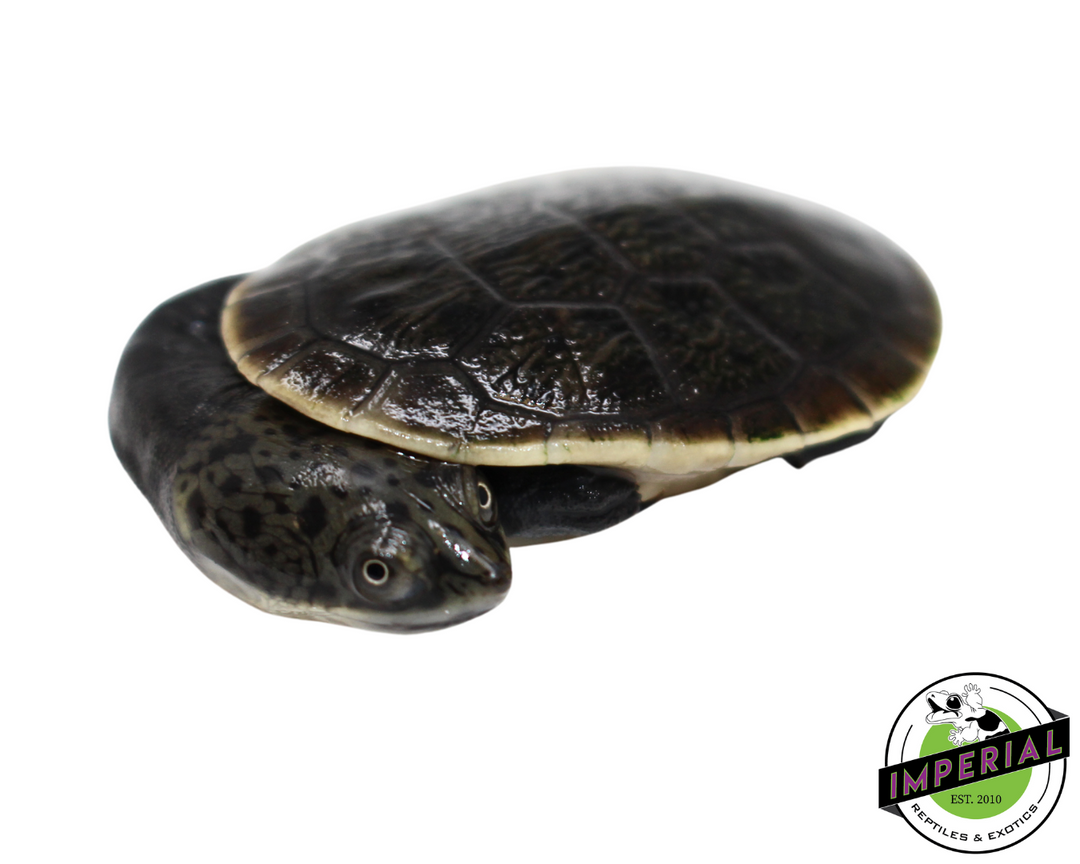 【ディセンダント】TURTOISE MOCK NECK SS　ブラック　3　希少 Parker's Snake Neck Turtle For Sale - Imperial Reptiles – IMPERIAL
