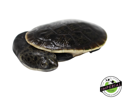 Parker's Snake Neck Turtle for sale, reptiles for sale, buy animals online