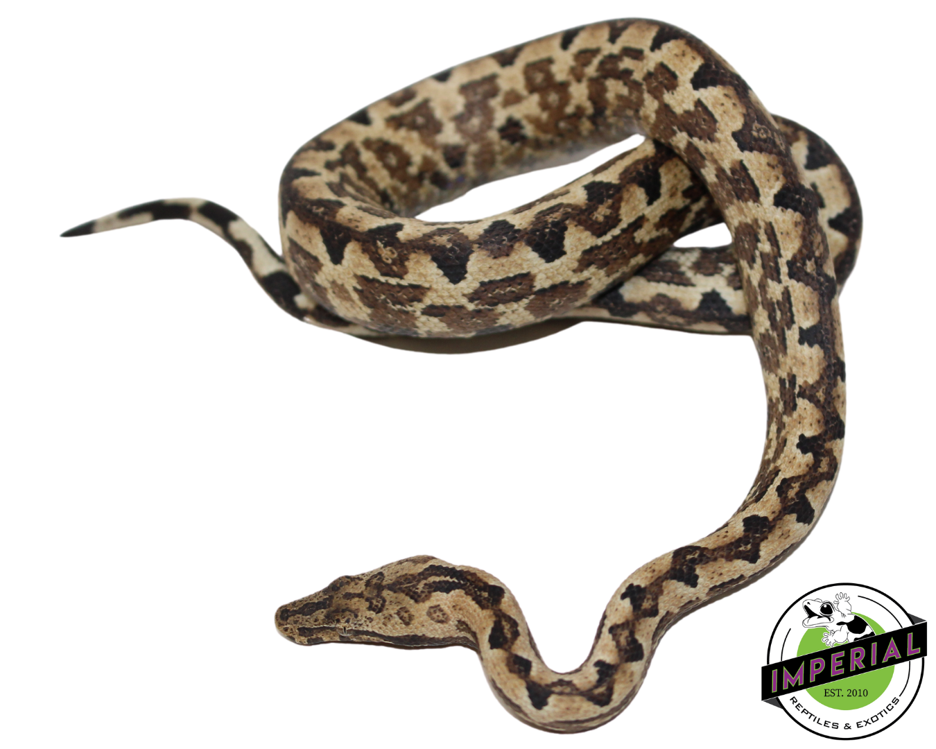 San Isabel Island Ground Boa for sale, reptiles for sale, buy animals online