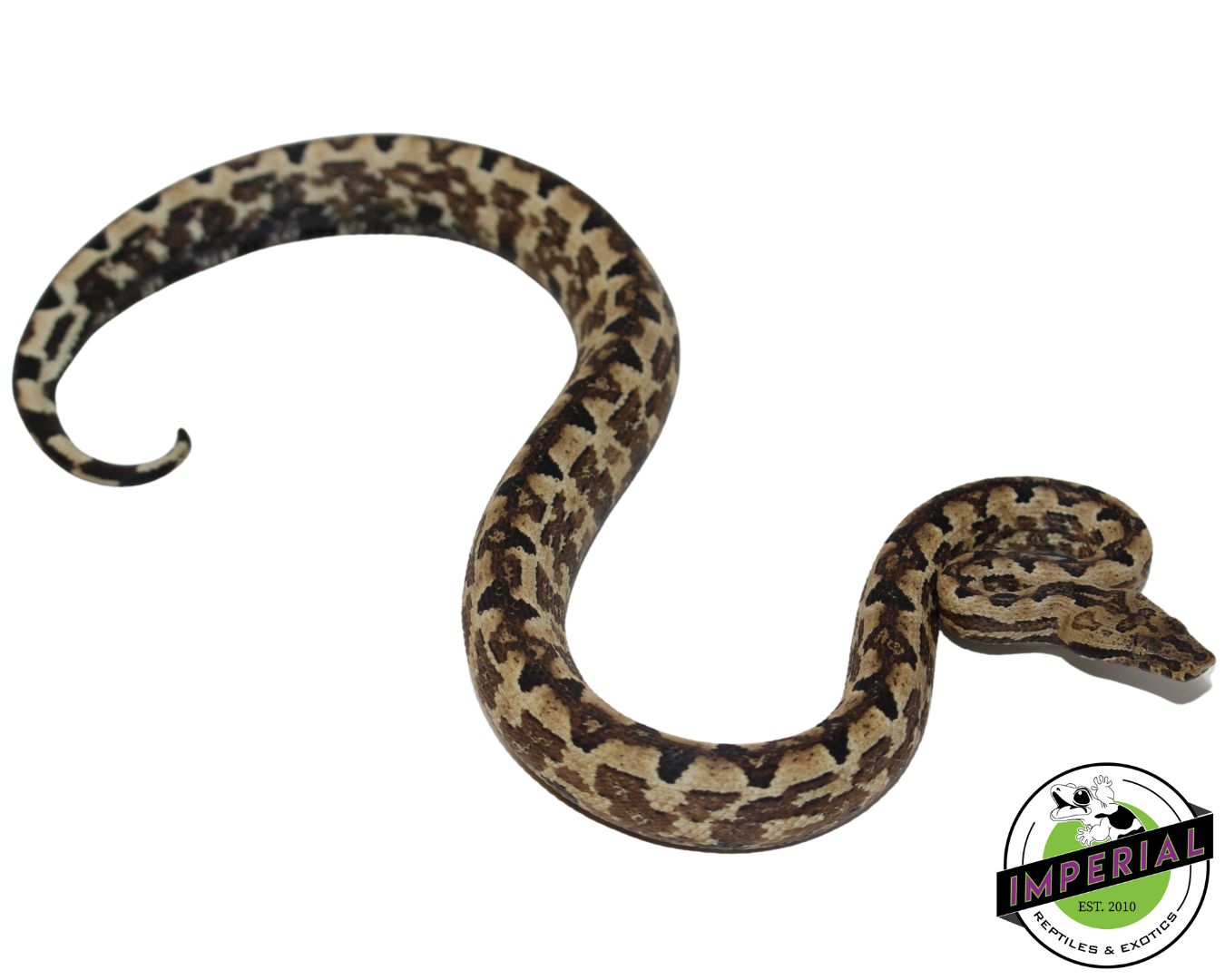 San Isabel Island Ground Boa for sale, reptiles for sale, buy animals online