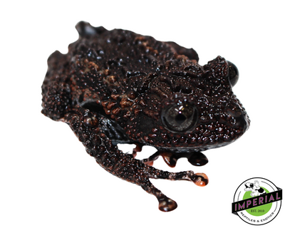 Malaya Bug Eye Frog for sale, reptiles for sale, buy animals online