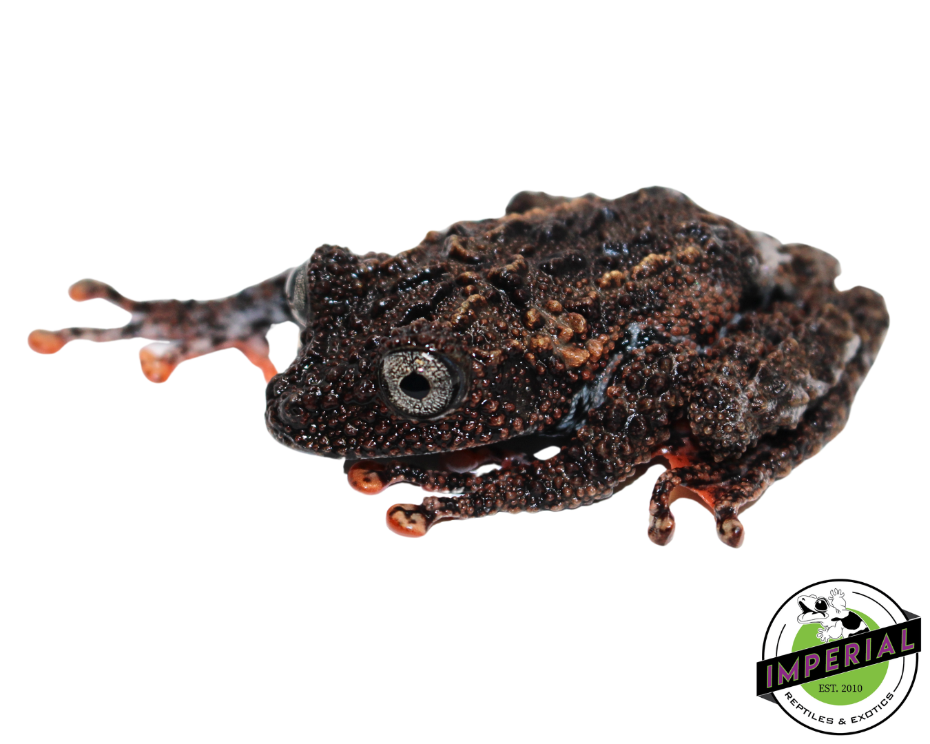 Malaya Bug Eye Frog for sale, reptiles for sale, buy animals online