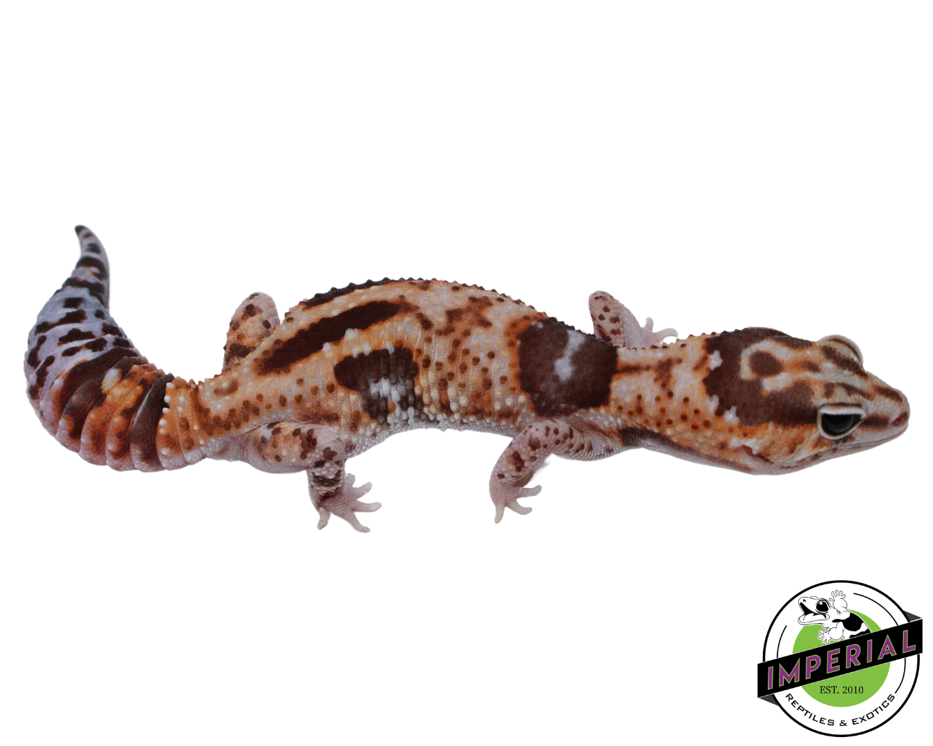 Aberrant Whiteout African Fat Tail Gecko for sale, reptiles for sale, buy animals online, supplies for sale, buy reptiles online