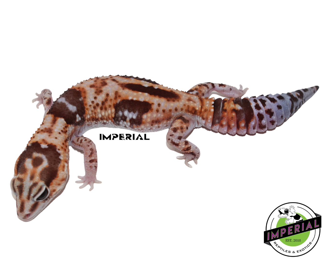 Aberrant Whiteout African Fat Tail Gecko for sale, reptiles for sale, buy animals online, supplies for sale, buy reptiles online