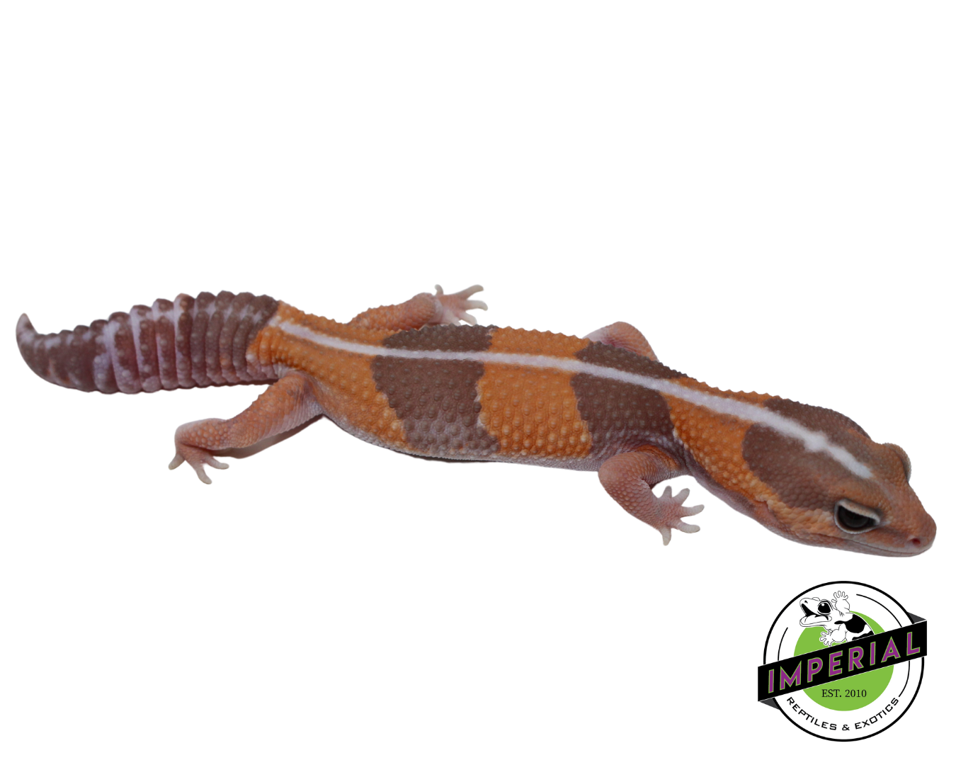 Striped Caramel African Fat Tail Gecko for sale, reptiles for sale, buy animals online, supplies for sale, buy reptiles online