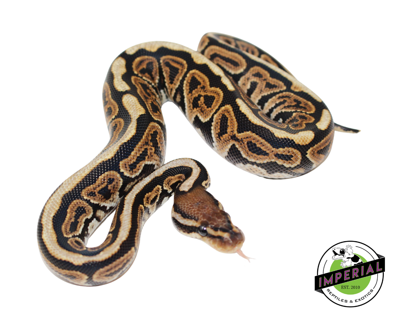 Black Pastel Spotnose Ball Python for sale, reptiles for sale, buy animals online, supplies for sale, buy reptiles online