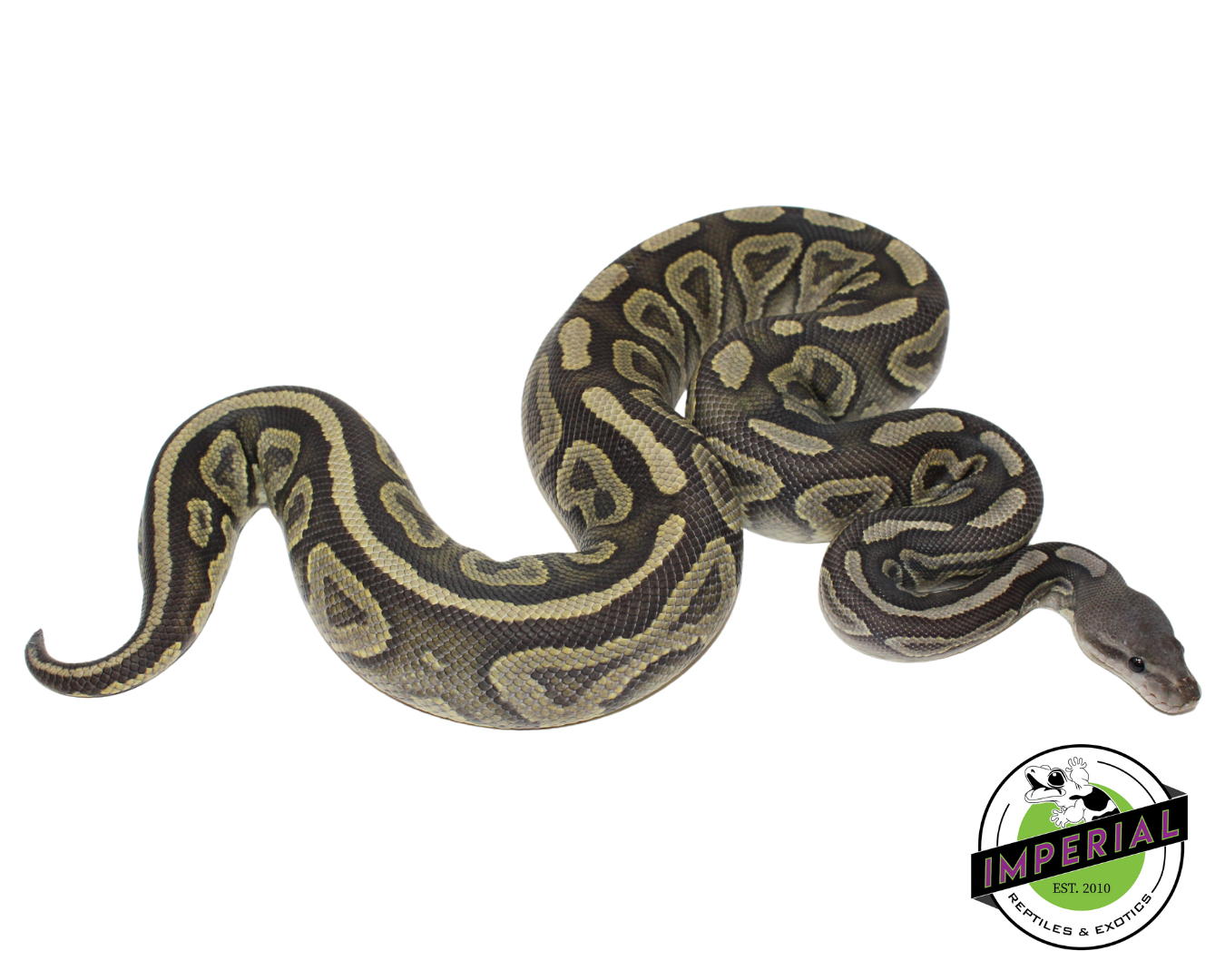 Cinnamon Ghost Ball Python for sale, reptiles for sale, buy animals online, supplies for sale, buy reptiles online