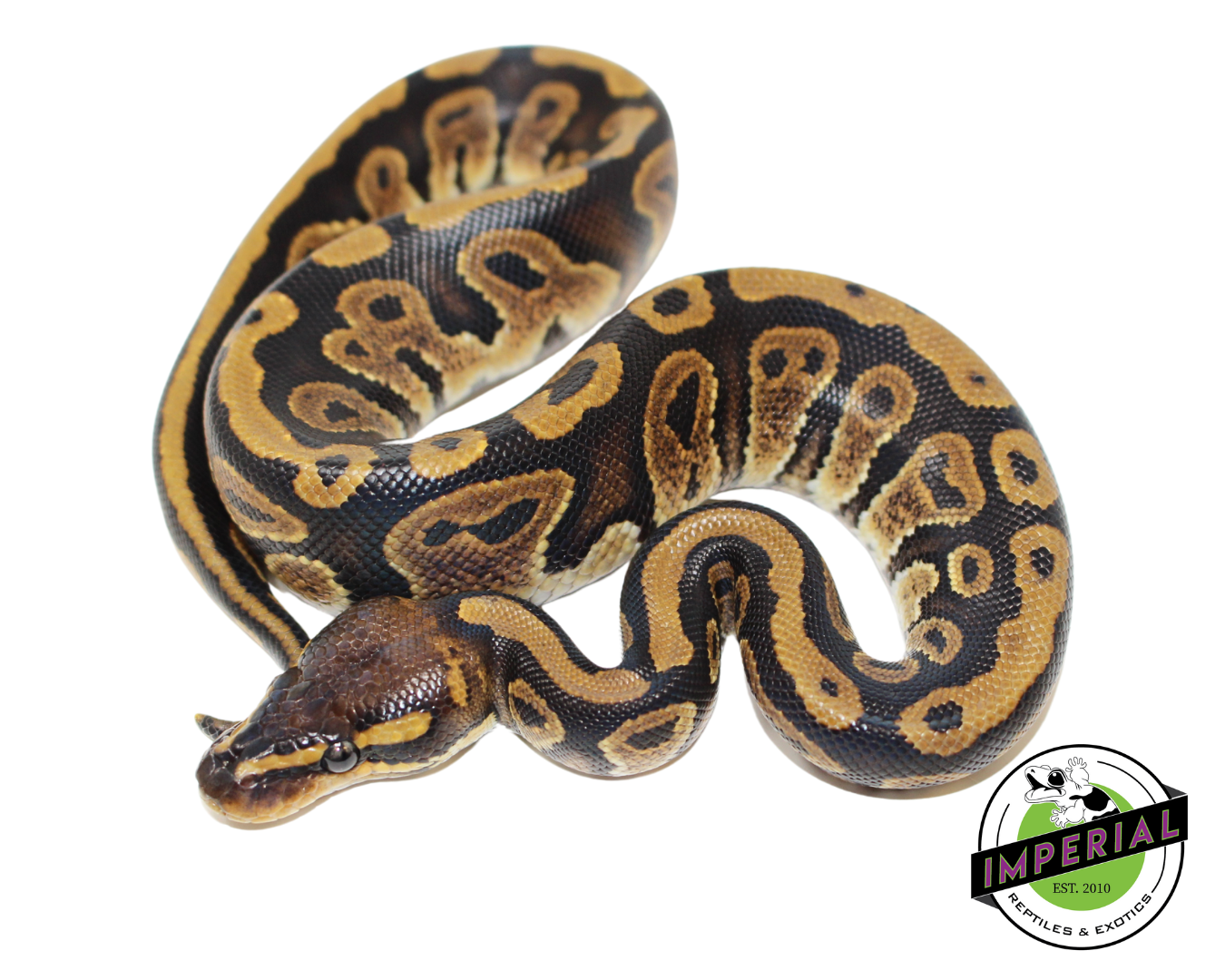 Mahogony Ball Python for sale, reptiles for sale, buy animals online, supplies for sale, buy reptiles online