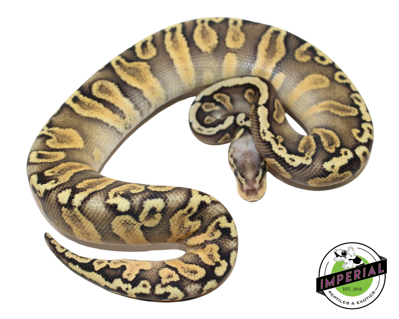 Super Pastel GHI Chocolate Ball Python for sale, reptiles for sale, buy animals online, supplies for sale, buy reptiles online