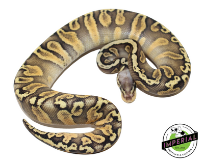 Super Pastel GHI Chocolate Ball Python for sale, reptiles for sale, buy animals online, supplies for sale, buy reptiles online