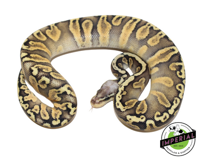 Super Pastel GHI Chocolate Ball Python for sale, reptiles for sale, buy animals online, supplies for sale, buy reptiles online