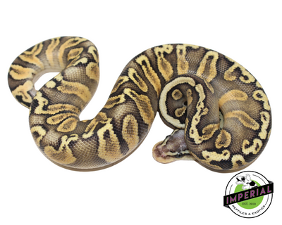Super Pastel GHI Chocolate Ball Python for sale, reptiles for sale, buy animals online, supplies for sale, buy reptiles online