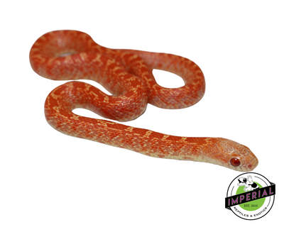 Albino Hypo Brooks Kingsnake for sale, reptiles for sale, buy animals online, supplies for sale, buy reptiles online