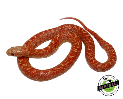 Albino Hypo Brooks Kingsnake for sale, reptiles for sale, buy animals online, supplies for sale, buy reptiles online