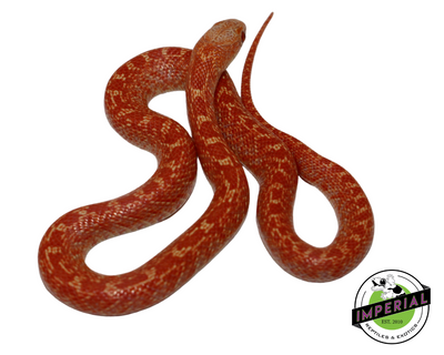 Albino Hypo Brooks Kingsnake for sale, reptiles for sale, buy animals online, supplies for sale, buy reptiles online