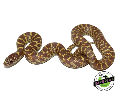 Lavender Brooks Kingsnake for sale, reptiles for sale, buy animals online, supplies for sale, buy reptiles online