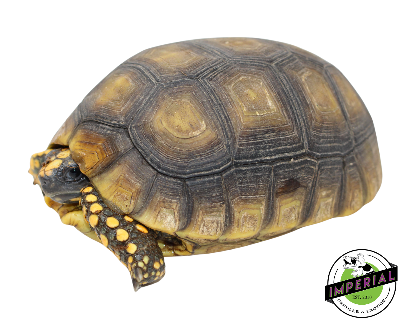 Yellow Foot Tortoise for sale, reptiles for sale, buy animals online, supplies for sale, buy reptiles online