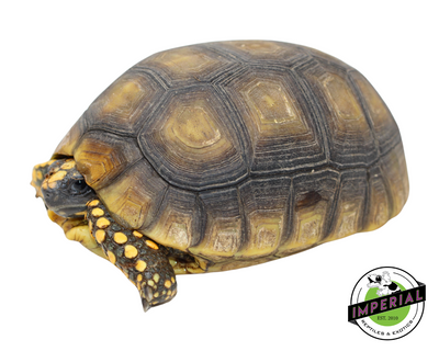 Yellow Foot Tortoise for sale, reptiles for sale, buy animals online, supplies for sale, buy reptiles online